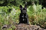 BOULEDOGUE FRANCAIS 081